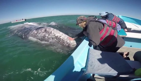 Dev balinalar ile yakın temas kamerada