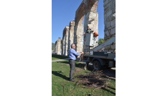 Halkalı İki Leylek İlk Kez Çift Oluşturdu