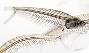 Kansız Buz Balığı, Aqua Vega’da Ziyaretçileriyle Buluşuyor