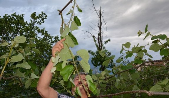 Ordu’da Rüzgar Yıktı Geçti