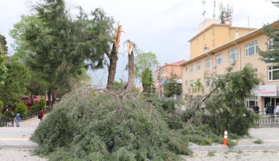 Şiddetli Rüzgar Ağaçları Kökünden Söktü