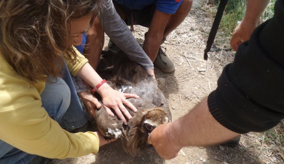 Tedavileri tamamlanan Kara Akbabalar doğaya salıverildi