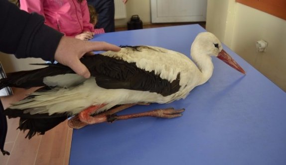 Yol Kenarında Yaralı Olarak Bulunan Leylek Tedavi Altına Alındı