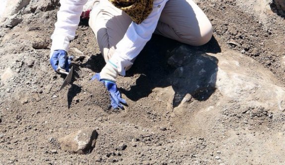 230 Milyon Yıllık Sürüngen Ayak İzi Fosili Bulundu