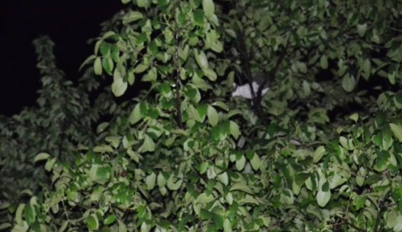 Ağaçta Mahsur Kalan Kediler İtfaiyeyi Alarma Geçirdi