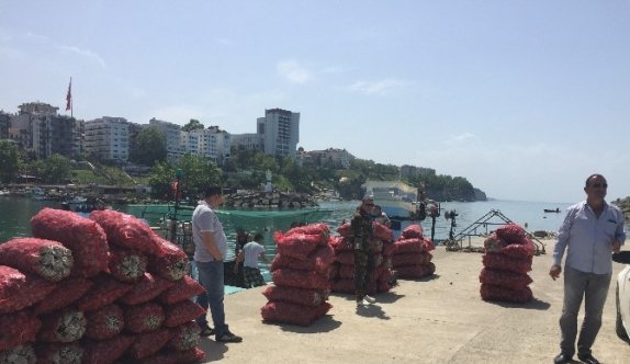 Akçakoca’da Deniz Salyangozu Av Mevsimi