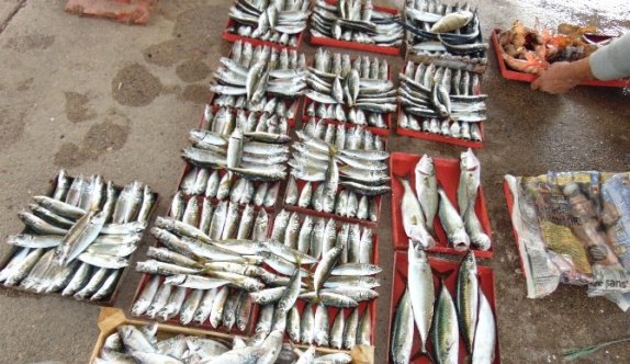 Balıklar Açık Arttırmada