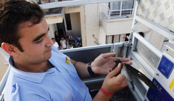 Balkonda Asılı Kalan Ebabil Kuşunu İtfaiye Ekipleri Kurtardı