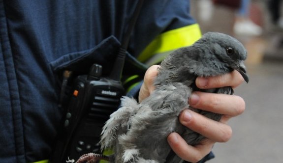 Balkonda Mahsur Kalan Güvercini İtfaiye Kurtardı