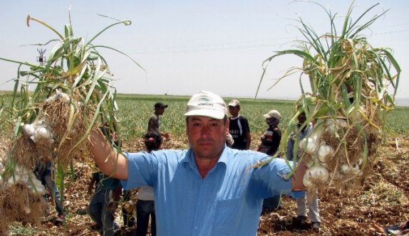 ’Beyaz Altın’ın Hasadına Başlandı