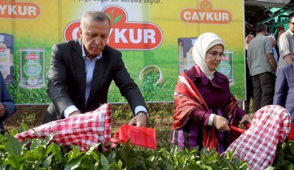 Cumhurbaşkanı Erdoğan, çay topladı