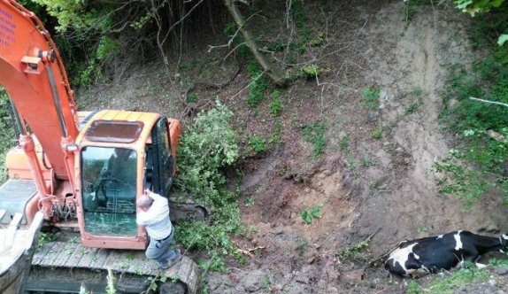 İnek dereye düştü kepçe kurtardı...