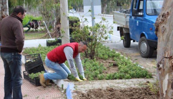 Foça Yaza Hazırlanıyor