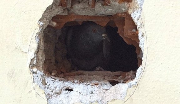 Giresun’da Güvercin Kurtarma Operasyonu