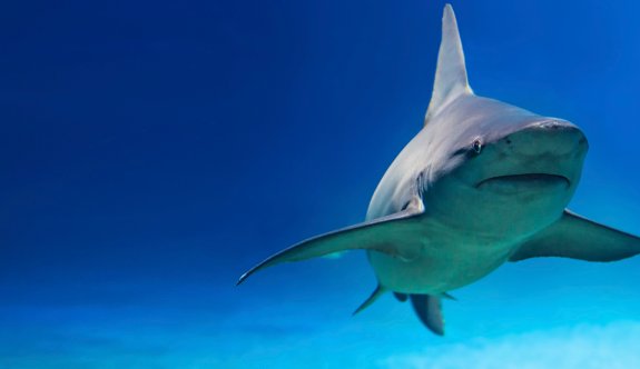 Köpek balıklarının kişilikleri olduğu ortaya çıktı