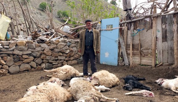 Kurtlar sürüyü telef etti