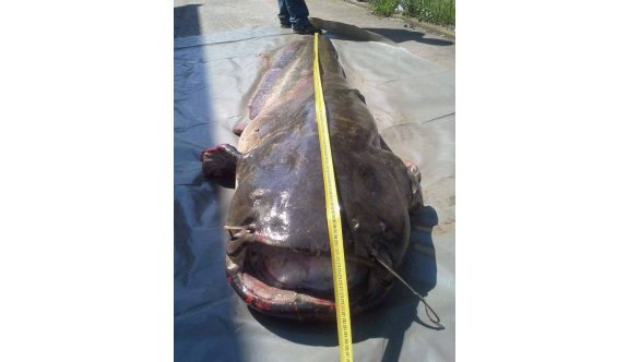 Meriç Nehri&#039;nde oltayla dev bir yayın balığı yakaladı