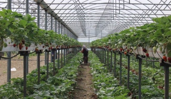 (Özel Haber) Topraksız Yetişen Organik Çileklere Büyük İlgi