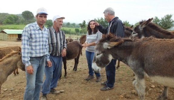 Sahipsiz Hayvanlara Alman Koruması