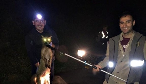 Tellere Takılan Tilki Ölü Taklidi Yaptı