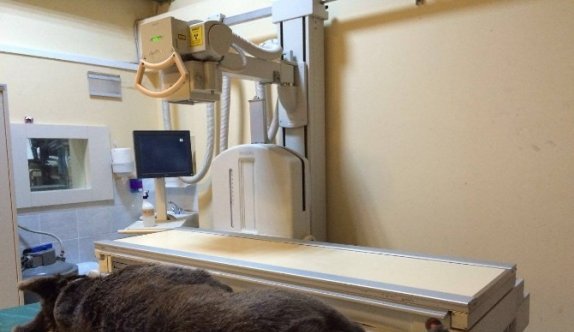 Trafik Kazasında Yaralanan Ayı Yavrusu Tedavi Altına Alındı