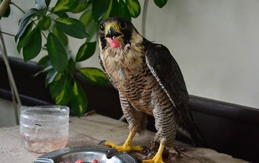 Yaralı Doğana ‘Ormancı’ Şefkati