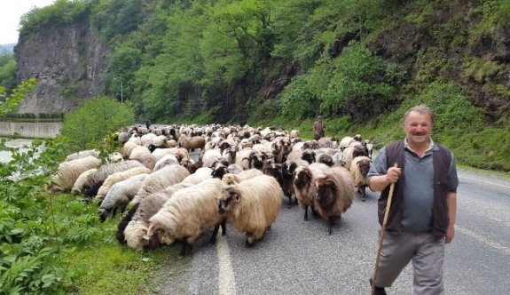 Yayla Göçü Başladı