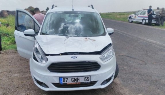 Yola Çıkan İnek Kazaya Neden Oldu