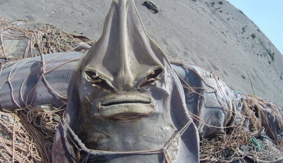 Ağlara dolanarak ölen deniz canlıları kıyıya vurdu