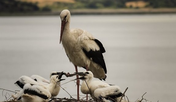 Anne Leylek Yavrularını İşte Böyle Besliyor...(özel Haber)