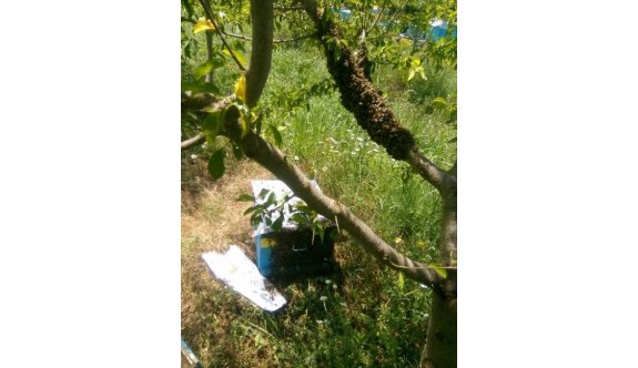Dağ Yöresinde Arı Bereketi