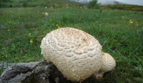 Mantar Zehirlenmesine Dikkat