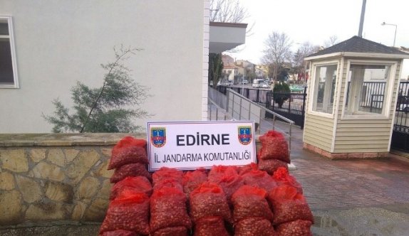 Midye Kaçakçılarına Geçit Yok