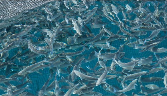 Su Ürünleri Üretimi 2015’te Yüzde 25 Arttı