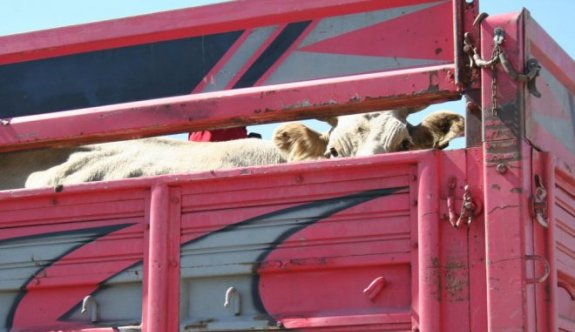 Trakya’ya yapılacak canlı hayvan sevklerine dikkat