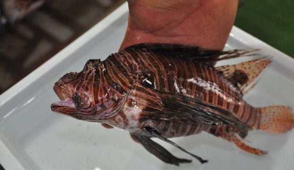 Zehirli Aslan Balığı Gazipaşa’da Ağlara Takıldı