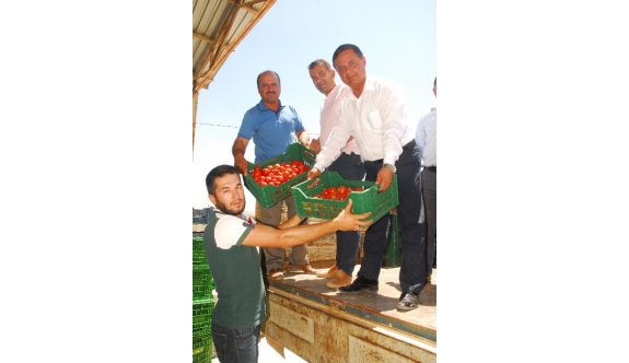 25 bin ton örtü altı domates Rusya’ya ihraç için yola çıktı