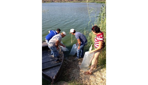 Aydın’ın 20 su kaynağına 115 bin yavru balık bırakıldı