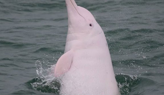 Ender Görülen Pembe Yunusların Limanda Yüzmesini İzleyin