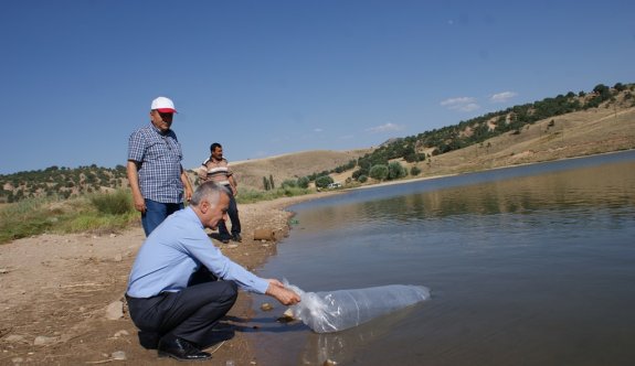 Göletlere 40 bin sazan bırakıldı