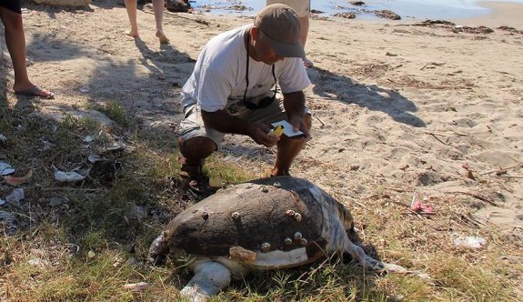 Kuşadası'nda 2 deniz kaplumbağası sahile vurdu