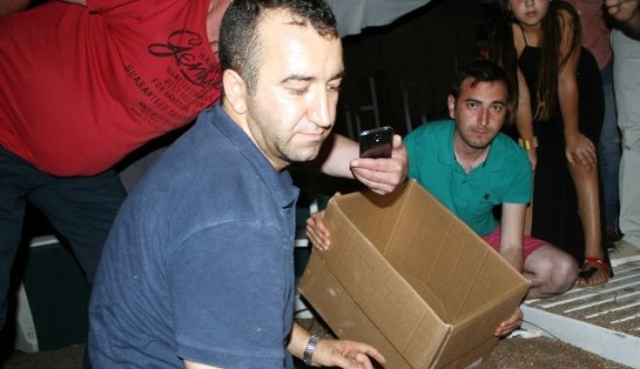 Caretta caretta&#039;lar için seferberlik...