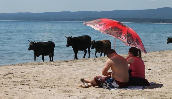 Merada otlayan inekler plajda denize giriyor