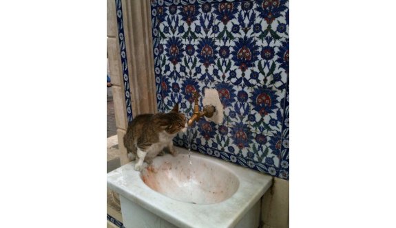 Sıcaktan bunalan kedi çeşmeden böyle su içti