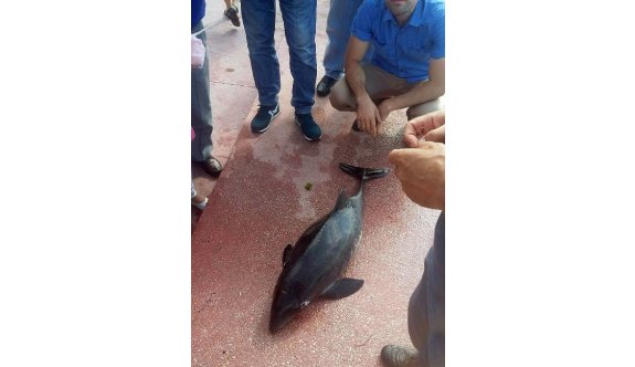 Yavru yunusu başından vurarak öldürdüler