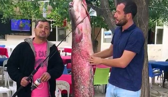 2 metre boyunda dev yayını olta ile yakaladılar