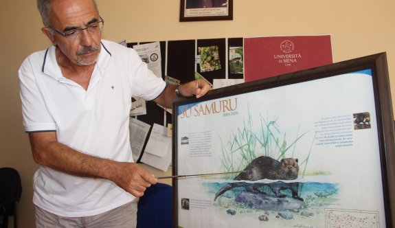  Bilim adamlarını şaşırtan samurun deniz keyfi 