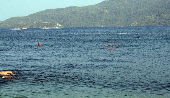 Caretta carettalar ilgi odağı oldu