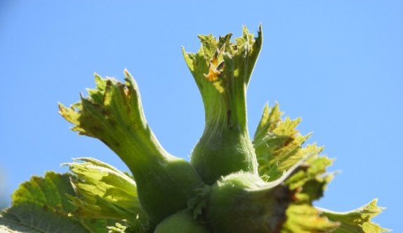 Fındık üreticisi fındığa hasret