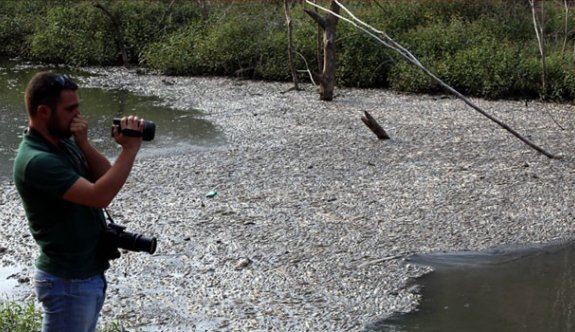 Gökçesu Deresi’nde toplu balık ölümü